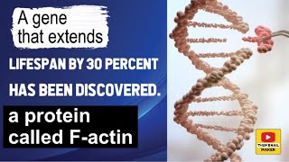 A gene that extends lifespan by 30 percent has been discovered a protein called Factin [upl. by Jezreel]