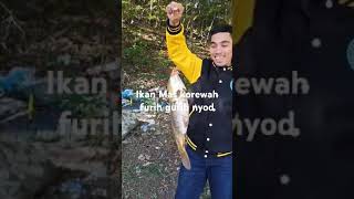 Ikan Mas Korewah Gurih gurih nyod [upl. by Maleki]