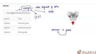 Coccygeal bone occurs in  12  LOCOMOTION AND MOVEMENT  BIOLOGY  DINESH PUBLICATION  Doubtn [upl. by Enal]