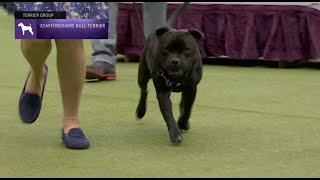 Staffordshire Bull Terriers  Breed Judging 2023 [upl. by Eerol]