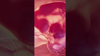 Animation of a Fetus at week 6 meded anatomy [upl. by Cida541]