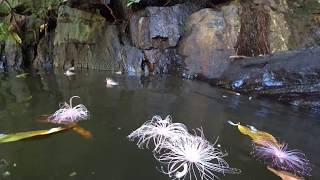 Pamuayan falls 01 in Palawan island Belobranchus belobranchus Stiphodon pulchellus May 2019 [upl. by Quar97]