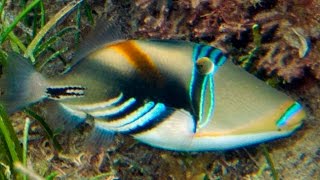 Rhinecanthus aculeatus White banded triggerfish HD [upl. by Acisey]