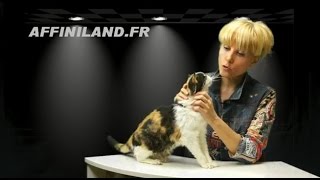 Comment soigner un vieux chat [upl. by Kcered]