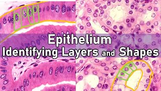 Simple Squamous Epithelium  Location  Function [upl. by Kaylee]