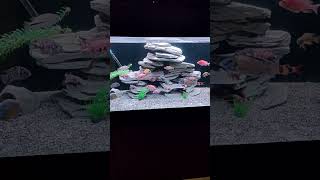 My African cichlid tank cichlid aquarium aquascape [upl. by Atekihc655]