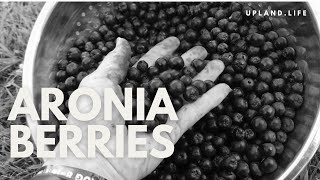 ARONIA BERRIES [upl. by Fiske]