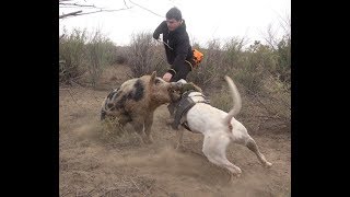 Wild Boar Hunting with dogs Action Compilation part 2 [upl. by Aihseyn]