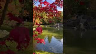 Japanese Garden Hasselt Belgium nature naturelovers naturephotography chill travel belgium [upl. by Sproul983]