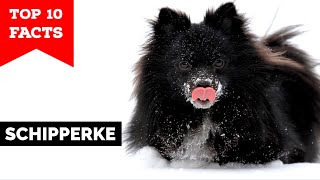 Schipperke  Top 10 Facts [upl. by Lotsyrc734]