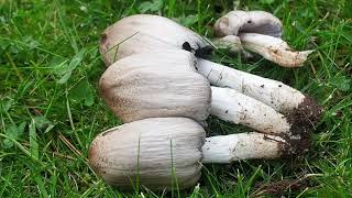 Coprin noir dencre coprinus atramantaria [upl. by Stephenson465]