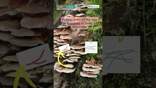 Classification  Living Organisms  Fungi  IGCSE Biology 0610 igcsebiology biology [upl. by Ylerebmik423]