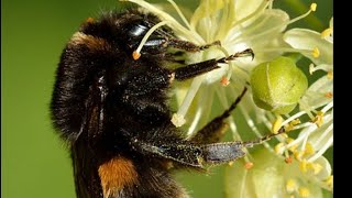 в эфире BEES WASPS BUMBLEBEES PARASITOIDS on Flowers Solitary amp Social Wasps entomology [upl. by Galvin929]