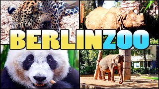 ZOO BERLIN  Zoologischer Garten Berlin  Germany 4k [upl. by Adalbert]