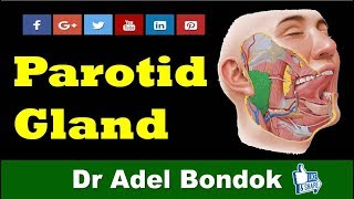 Anatomy of the Parotid Gland Dr Adel Bondok Channel [upl. by Airdnola679]