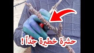 طريقة للقضاء على حشرة التين الشمعية الجدري  How to kill fig tree bugs [upl. by Riabuz93]