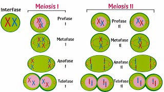 Ciclo Celular  Meiosis [upl. by Uyerta320]