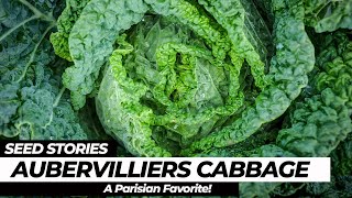 SEED STORIES  Aubervilliers Cabbage A Parisian Favorite [upl. by Slein]