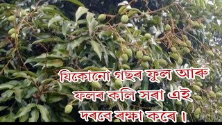 যিকোনো গছৰ ফুল আৰু ফলৰ কলি সৰা এই Medicine এ ৰক্ষা কৰে । video টো চাব [upl. by Marva923]