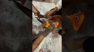 Birds leg ring 🦜 mini vlogs with birds birds birdslover shortvideo sunconure minivlog [upl. by Llegna]