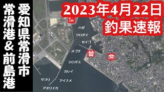 【愛知県釣り】知多半島！常滑港！釣果速報2023年4月22日 [upl. by Jump]