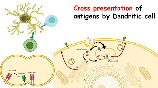 Crosspresentation of exogenous antigen MHC crosspresentation by dendritic cells [upl. by Eitirahc467]