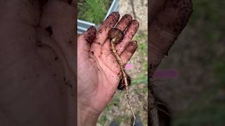 The Summer Greenhouse  Growing A HICKORY NUT Tree From SEED tree seeds plants [upl. by Crispen]