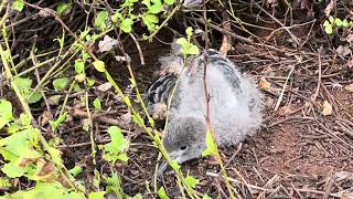 Uau kani chick at Kīlauea Point NWR is growing up [upl. by Dier]