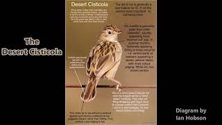 The Desert Cisticola one of the 5 cloud scraper cisticolas found in southern Africa [upl. by Kendell]