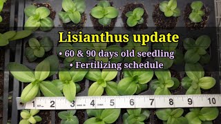 LISIANTHUS update 2022  Fertilizing schedule [upl. by Ahseia]