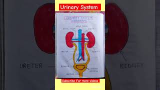 Urinary System urinarysystem anm gnm bscnursingmedical neet nursingnotes [upl. by Dahcir]