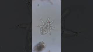 Nauplius Larva Poops  400x microscopy biology aquarium science nature [upl. by Wershba224]