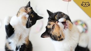 Exotic Shorthair Cat Has Flatface Problems [upl. by Haslett]