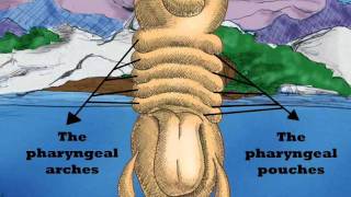 Embryology and thyroid gland [upl. by Easter]