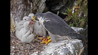 Peregrine Falcon Nesting 4k HQ [upl. by Manthei]