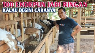 Cara Ternak Kambing Supaya Menjadi Ringan Kuncinya Cuma Satu [upl. by Narmak]