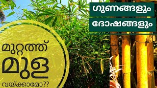 മുറ്റത്തു മുള വളർത്തിയാൽ  bamboo malayalam  How to set bamboo in garden  ornamental bamboo [upl. by Ailemaj]