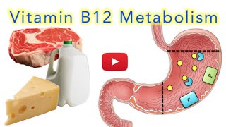 Vitamin B12 Cobalamin Digestion and Absorption Explained SUPER EASY [upl. by Artima]