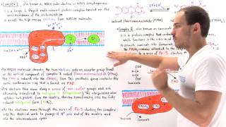 Complex I and II of Electron Transport Chain [upl. by Roxine]