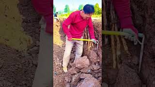 The process of digging dioscorea root Good tools and machinery can increase work efficiency [upl. by Atnom]