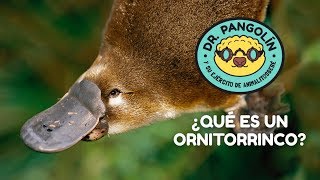 ¿Qué es un Ornitorrinco  Dr Pangolín y su Ejército de Animalitosbebé [upl. by Akceber]