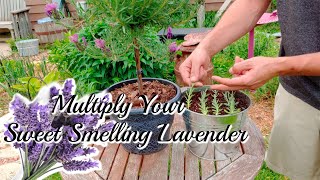 How to grow LAVENDER Cuttings [upl. by Enisamoht]