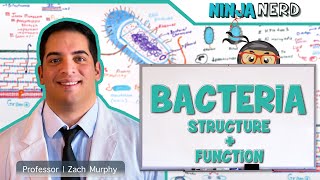 Bacteria  Structure and Function [upl. by Agamemnon589]