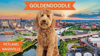 Goldendoodles Breed Highlights [upl. by Lait]