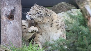 Sneeuwluipaarden Snow Leopards  Dierenpark ZieZoo [upl. by Adnomal]