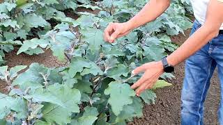 Boron Deficiency in Brinjal Crop farming agriculture plants gardening [upl. by Silsby]