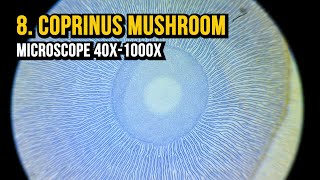 8 Coprinus Mushroom Microscope 40x1000x [upl. by Steffen]