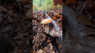 Boletus reticulatusaestivalis Oktober 6th shorts new forest nature viralshort trending wood [upl. by Rezal486]