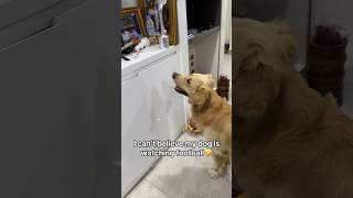 A golden retriever watching football funnydog shorts pets goldenretriever doglover cutedog [upl. by Dagley]