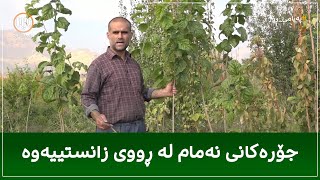 لە ڕووی زانستییەوە جۆرەکانی نەمام شیدەکاتەوە [upl. by Auria483]